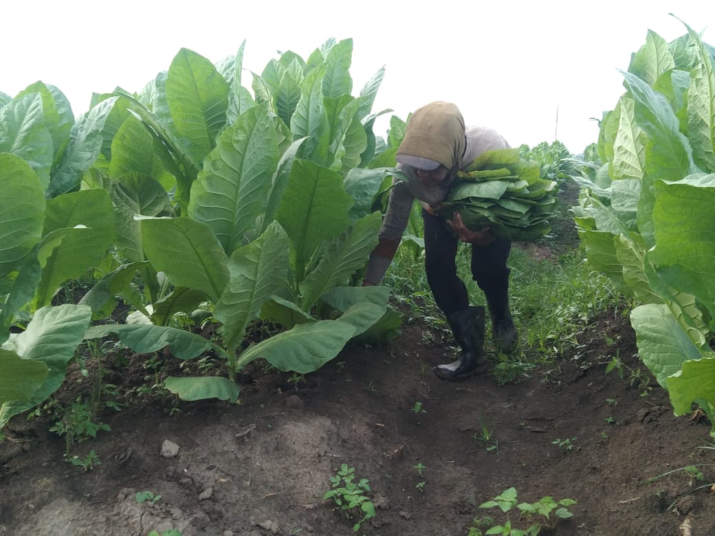PTPN Cadangkan 500 Hektare Lahan untuk Hidupkan Kembali Kejayaan Tembakau Deli