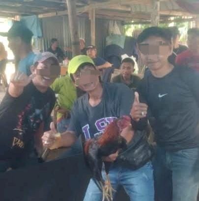 Warga Geram! Polsek Kutalimbaru Dinilai Mandul Berantas Sabung Ayam, Kapolrestabes Diminta Turun Tangan