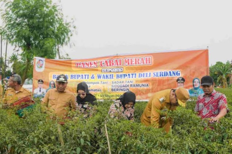 Harga Cabai Anjlok Hingga Rp.8000/Kg, Petani Deli Serdang Menjerit, DPW A-PPI Sumut Soroti Pemerintah Yang Abai