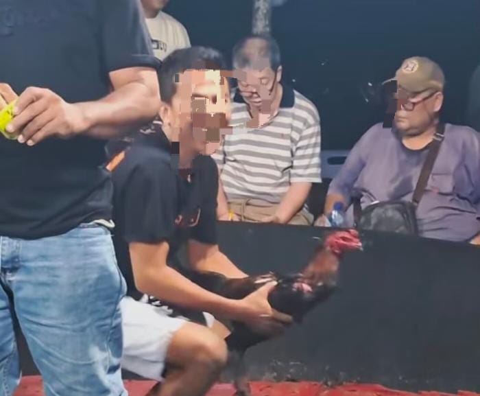 Dianggap Sudah Tutup Wibawa Penegak Hukum Diuji, Sabung Ayam di Kutalimbaru Kembali di Gelar Turnamen Besar 14 Mei Hari Ini