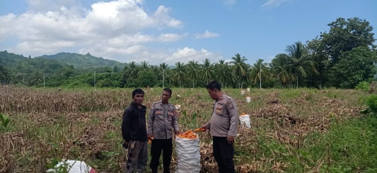 Dukung Program Pemerintah Ketahanan Pangan Nasional, Kapolsek Ampana Kota Cek Lahan Jagung Milik Warga